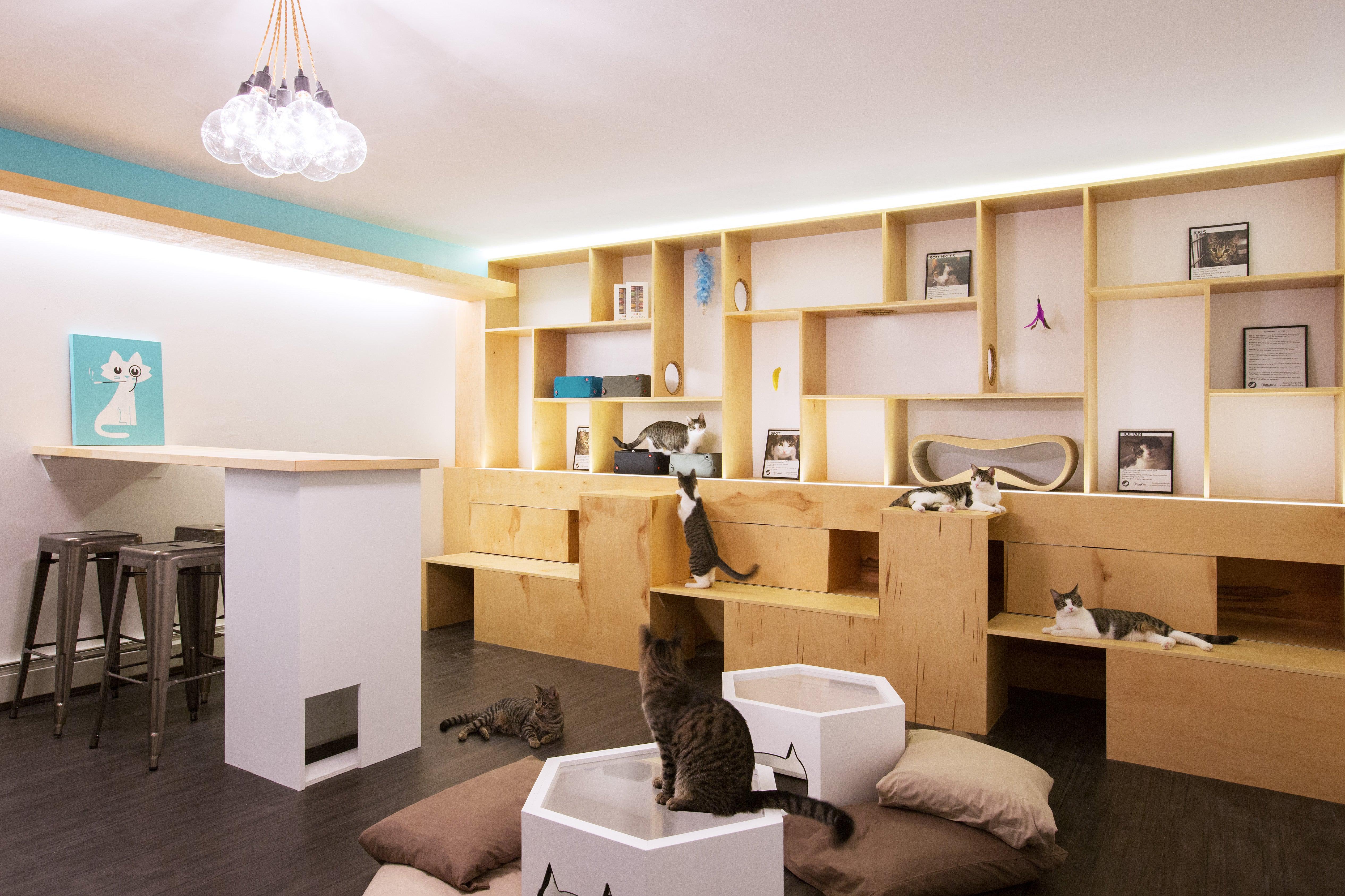 Rachael Ray Helps First NYC Cat Café Get the Purrrfect Start